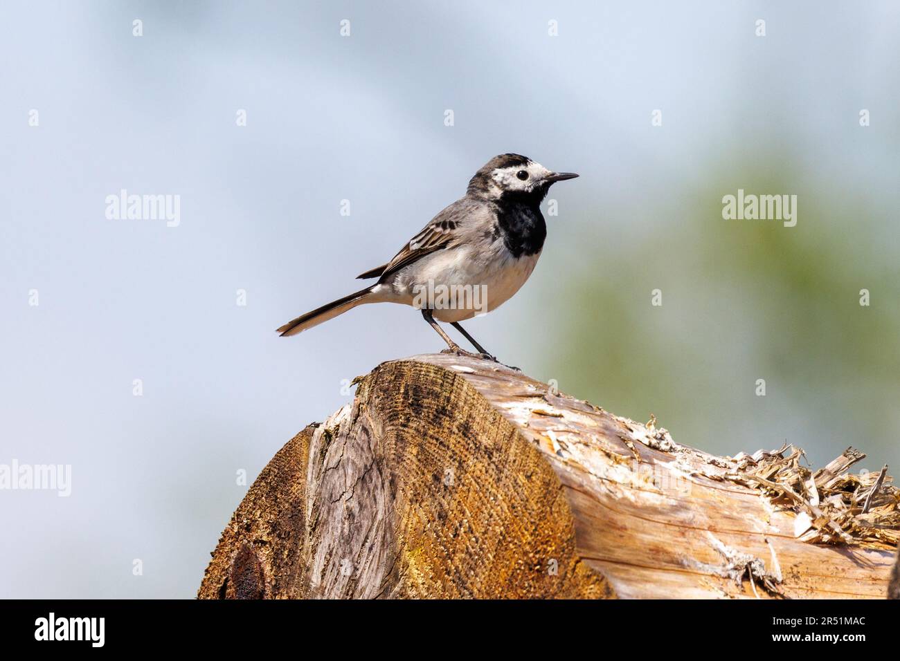 Pied wagtail, Motacilla alba, Sussex, Regno Unito Foto Stock