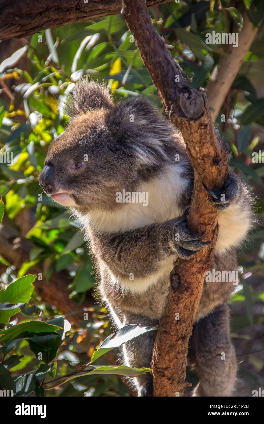 Koala, Australia, fauna australiana, alberi di eucalipto Foto Stock