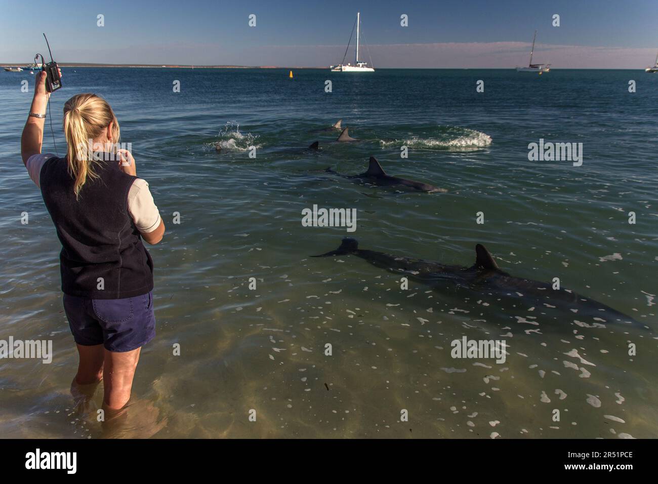 dolpioni nuotano sulla spiaggia a scimmia mia in australia Foto Stock