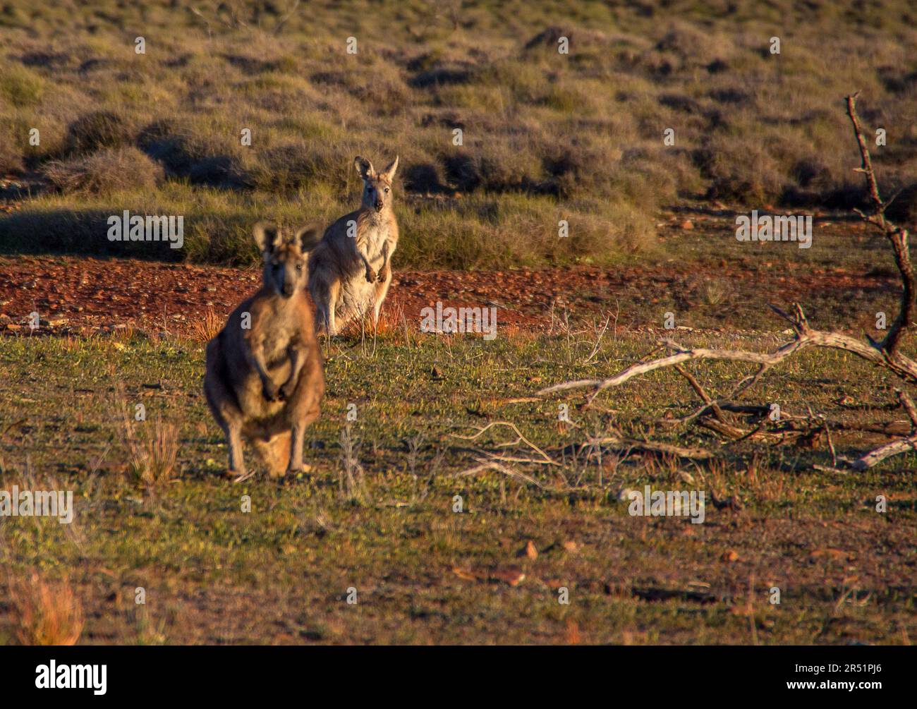 Canguri, Flinders Range, Australia Foto Stock
