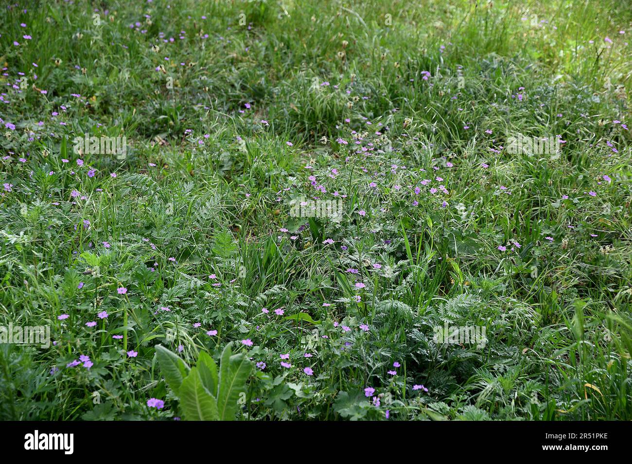 31 MAGGIO 2023/ piccoli fiori e cespugli in natura nella capitale danese Copenaghen Danimarca. .(Foto di Francis Joseph Dean/immagini del decano) Foto Stock