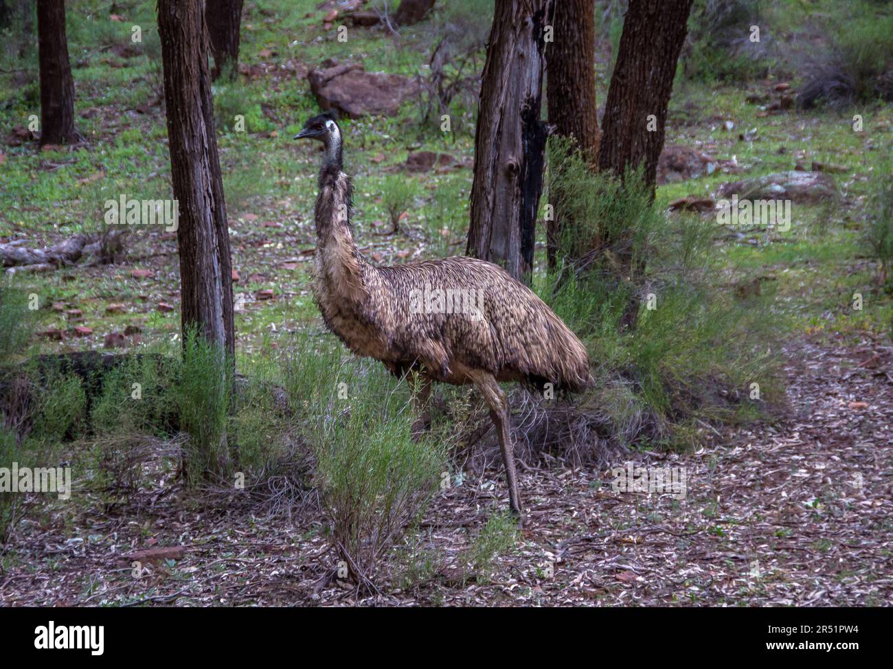 Emus, Flinders Range, Australia Foto Stock