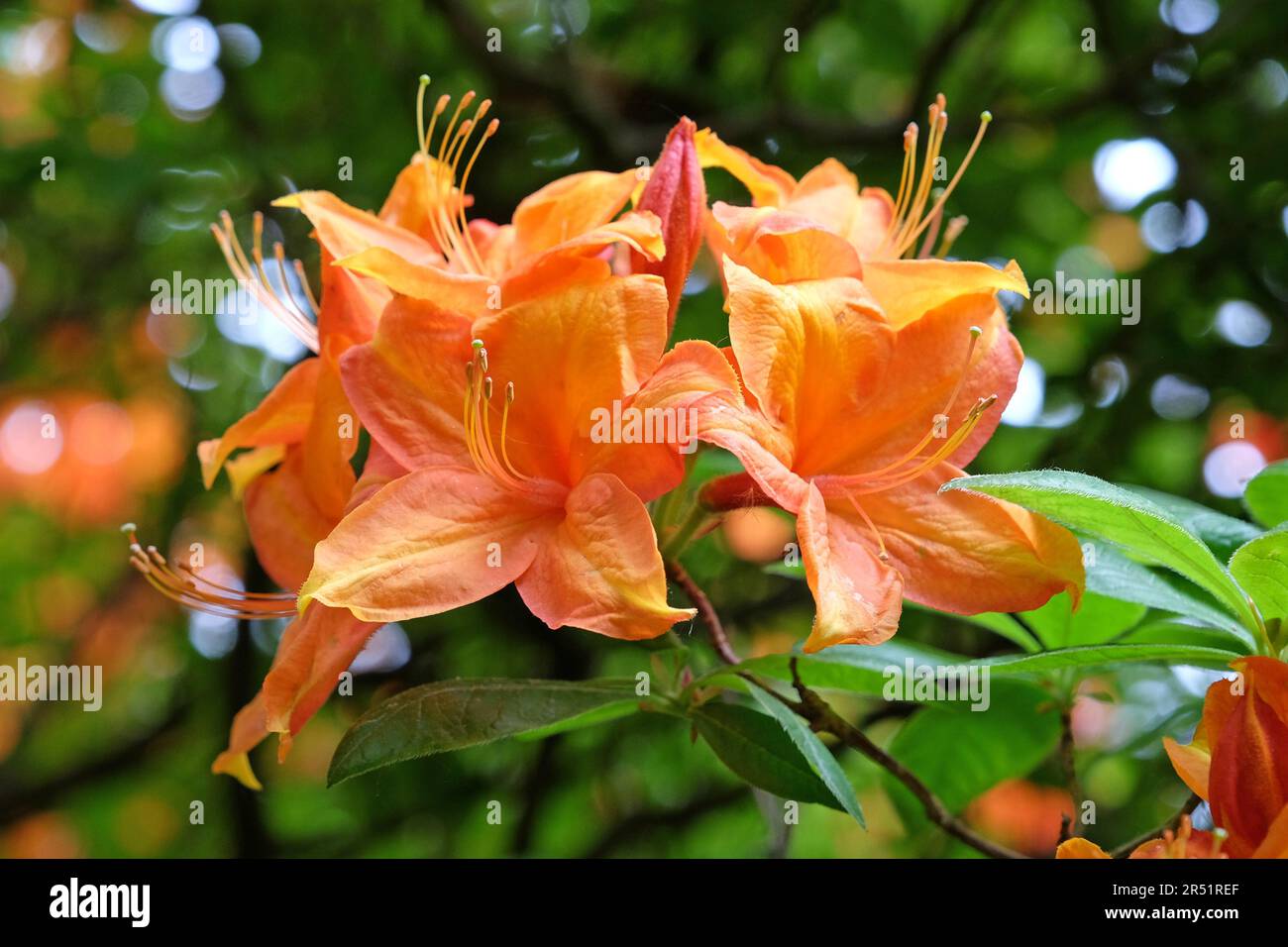 Arancio fiamma Azalea in fiore. Foto Stock