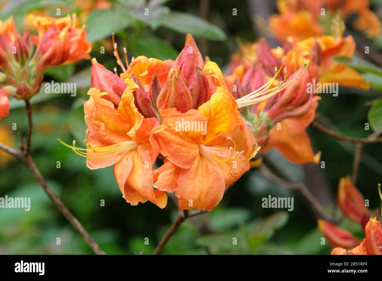 Arancio fiamma Azalea in fiore. Foto Stock