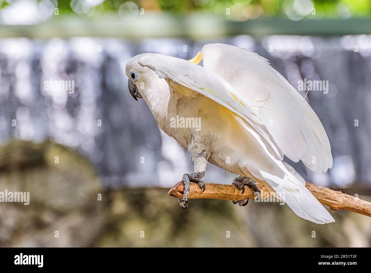 Cockatoo giallo riposato perch su un ramo. Foto Stock