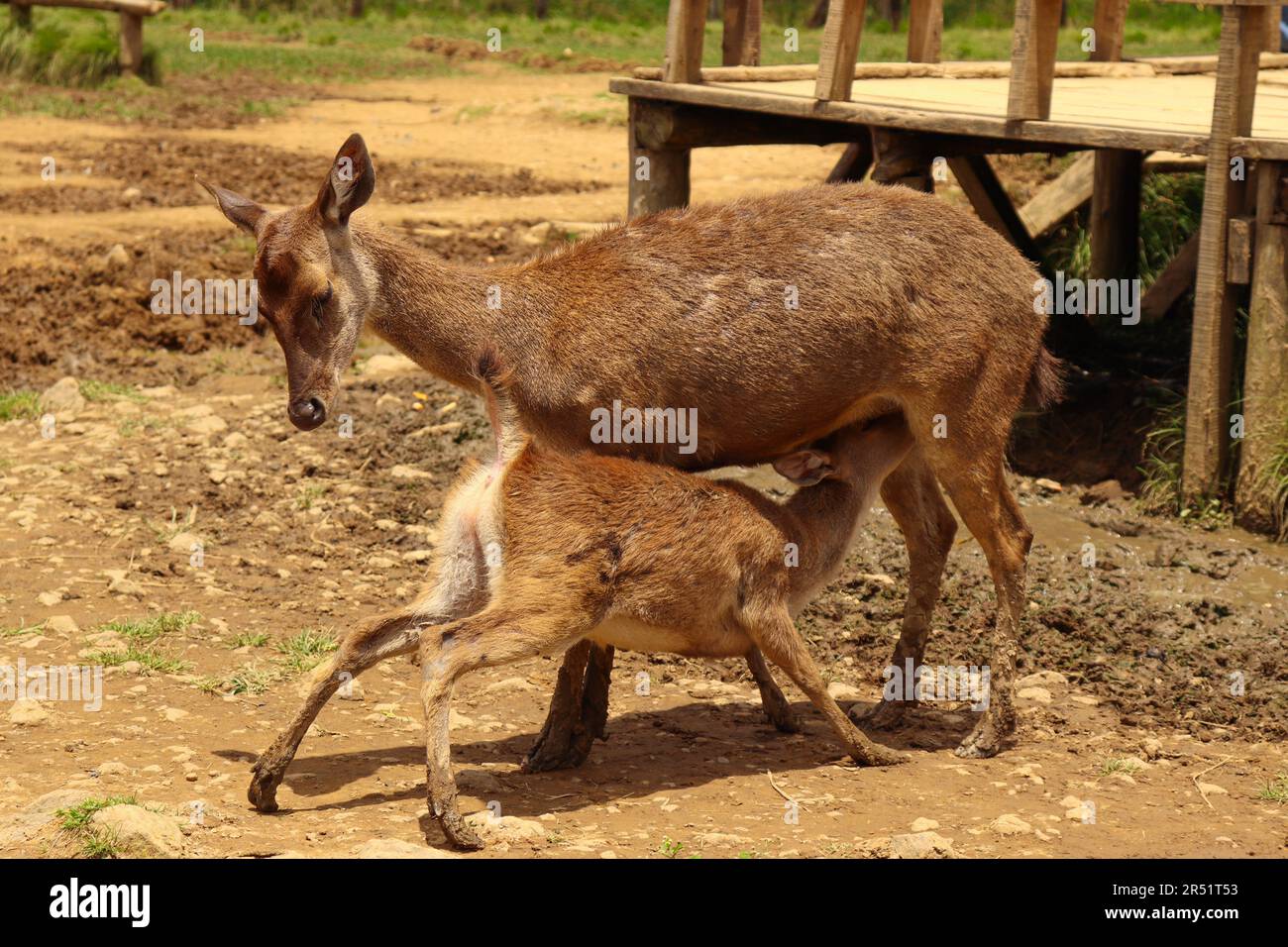 Una madre cervo che nutre i suoi fegati con il latte Foto Stock