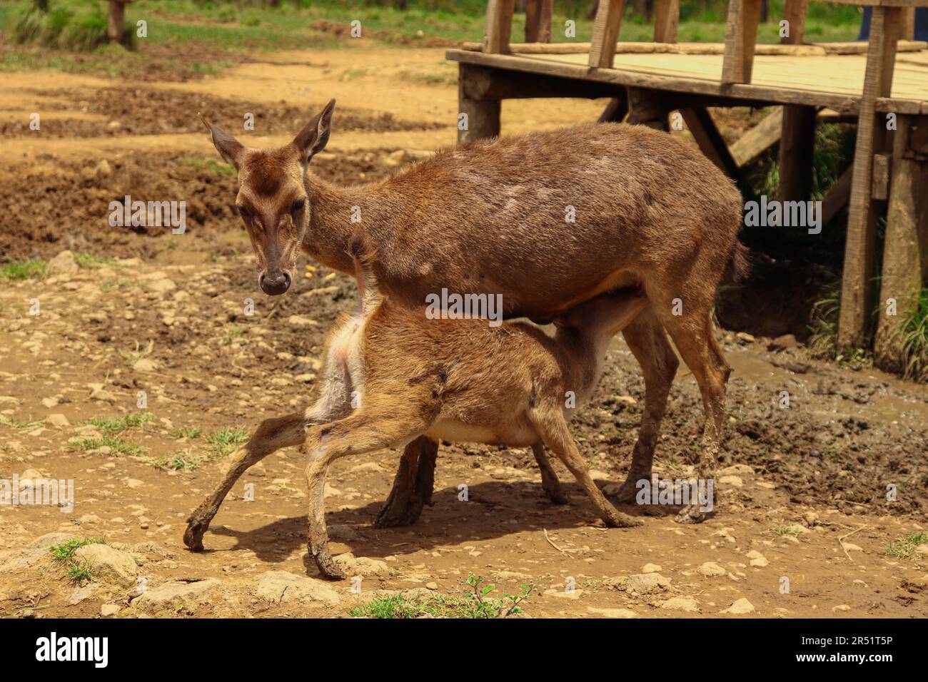 Una madre cervo che nutre i suoi fegati con il latte Foto Stock
