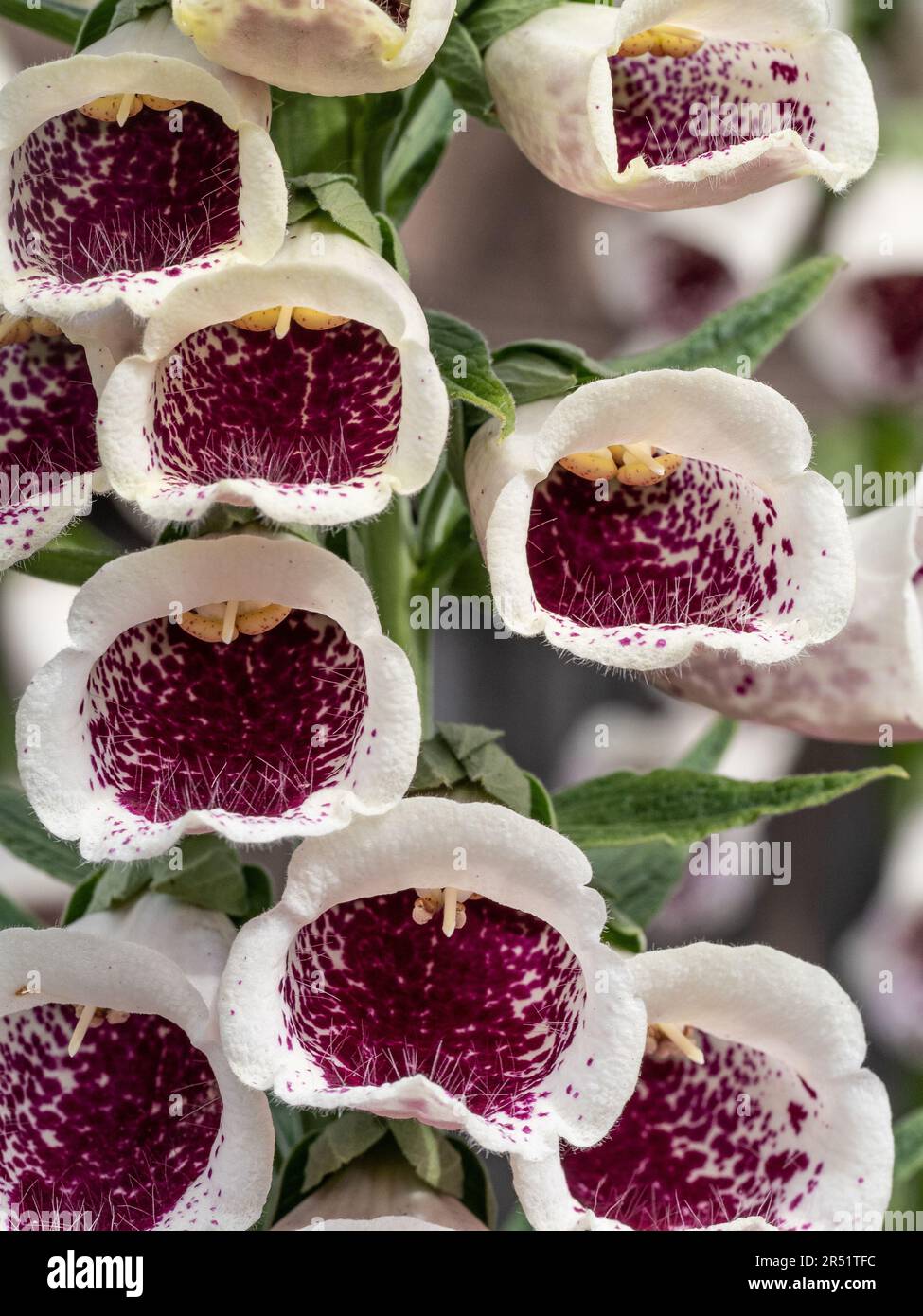 I fiori rosa intenso del guanto ibrido Digitalis 'Pams Choice' Foto Stock