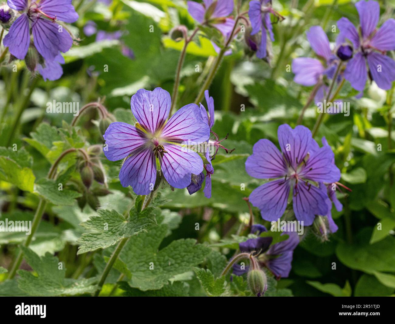 I delicati fiori viola pallido di geranio platipetalum retroilluminati dal sole basso Foto Stock