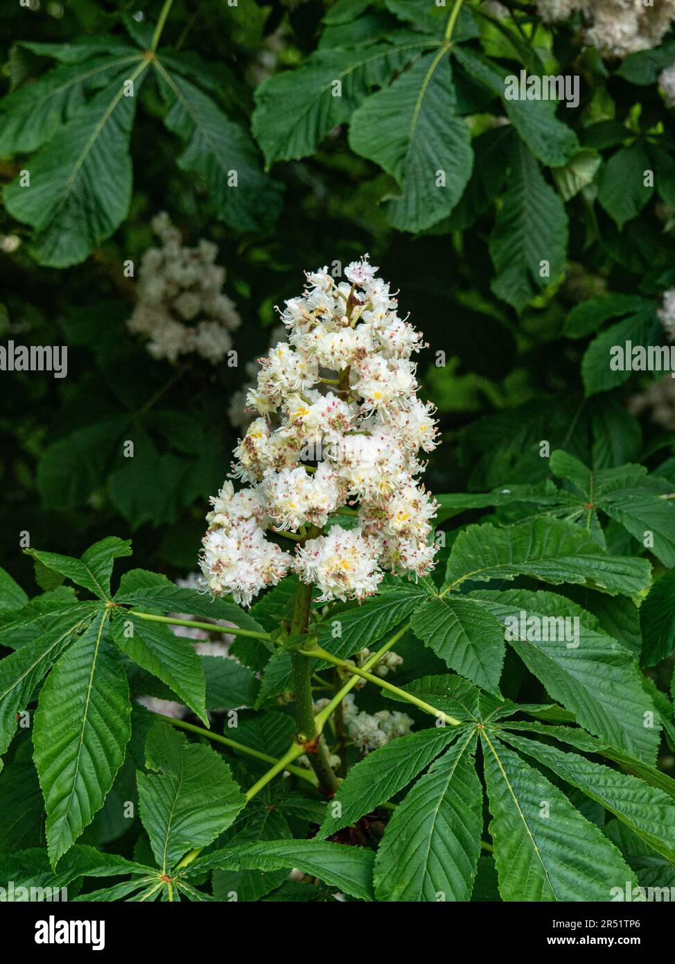 Le punte di fiore verticali bianche del castagno ippocastano Aesculus hippocastanum Foto Stock