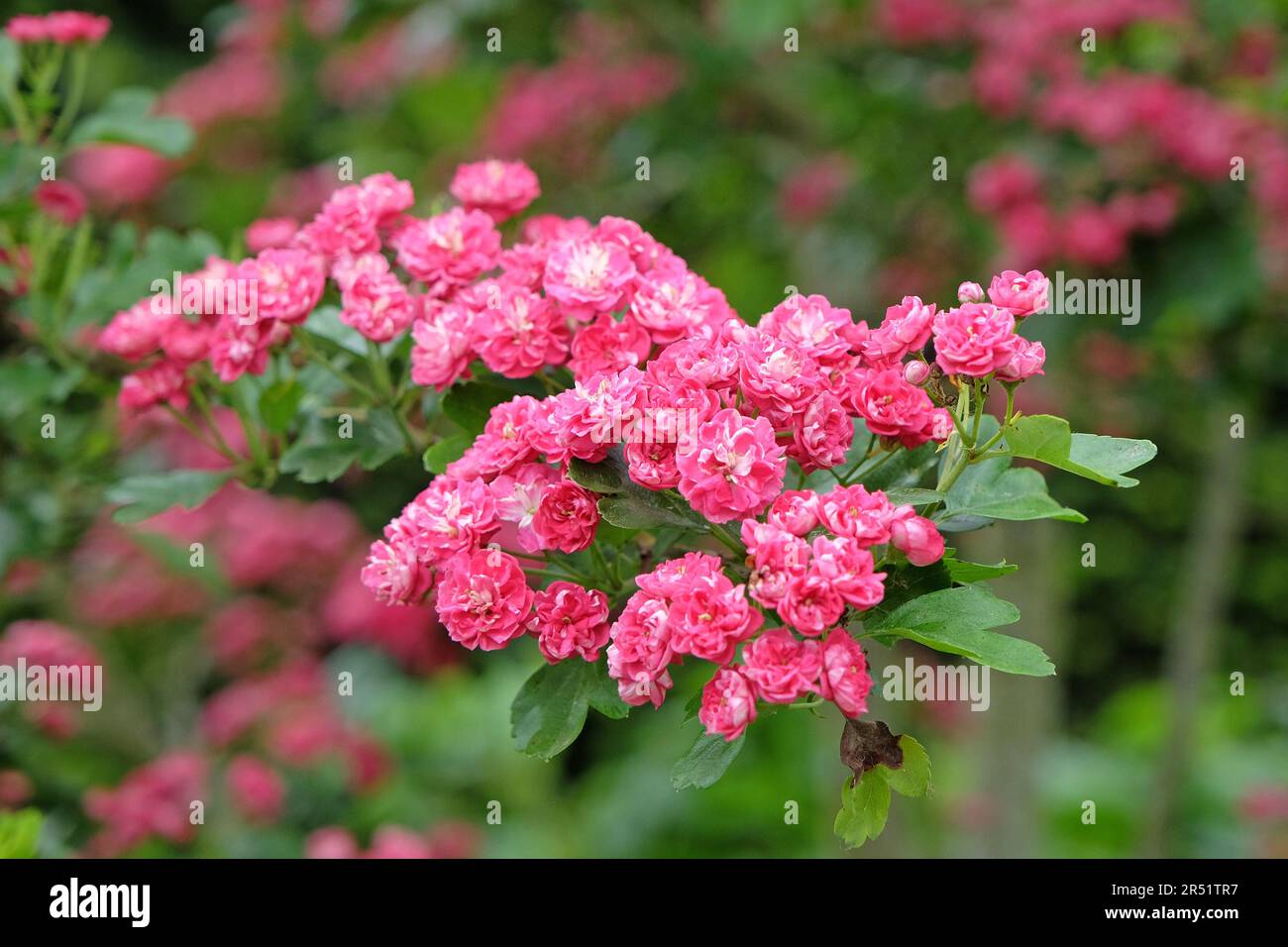 Biancospino inglese 'PaulÕs Scarlet' in fiore. Foto Stock