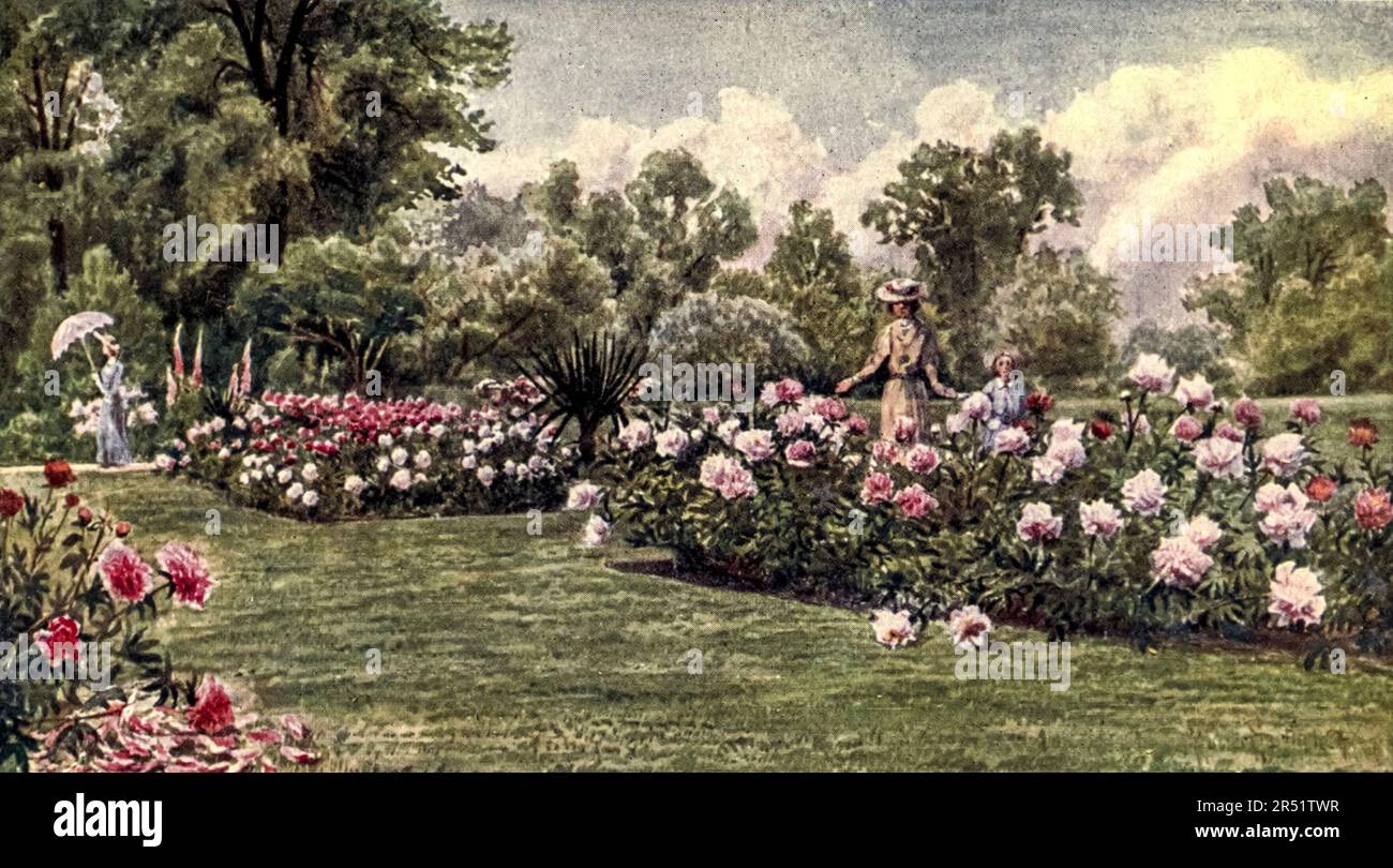 Le Peonie dipinte da T. Mower Martin (Thomas Mower Martin) dal libro ' Kew Gardens ' di Ascott Robert Hope Moncrieff pubblicato a Londra da Adam e Charles Black nel 1908 Foto Stock