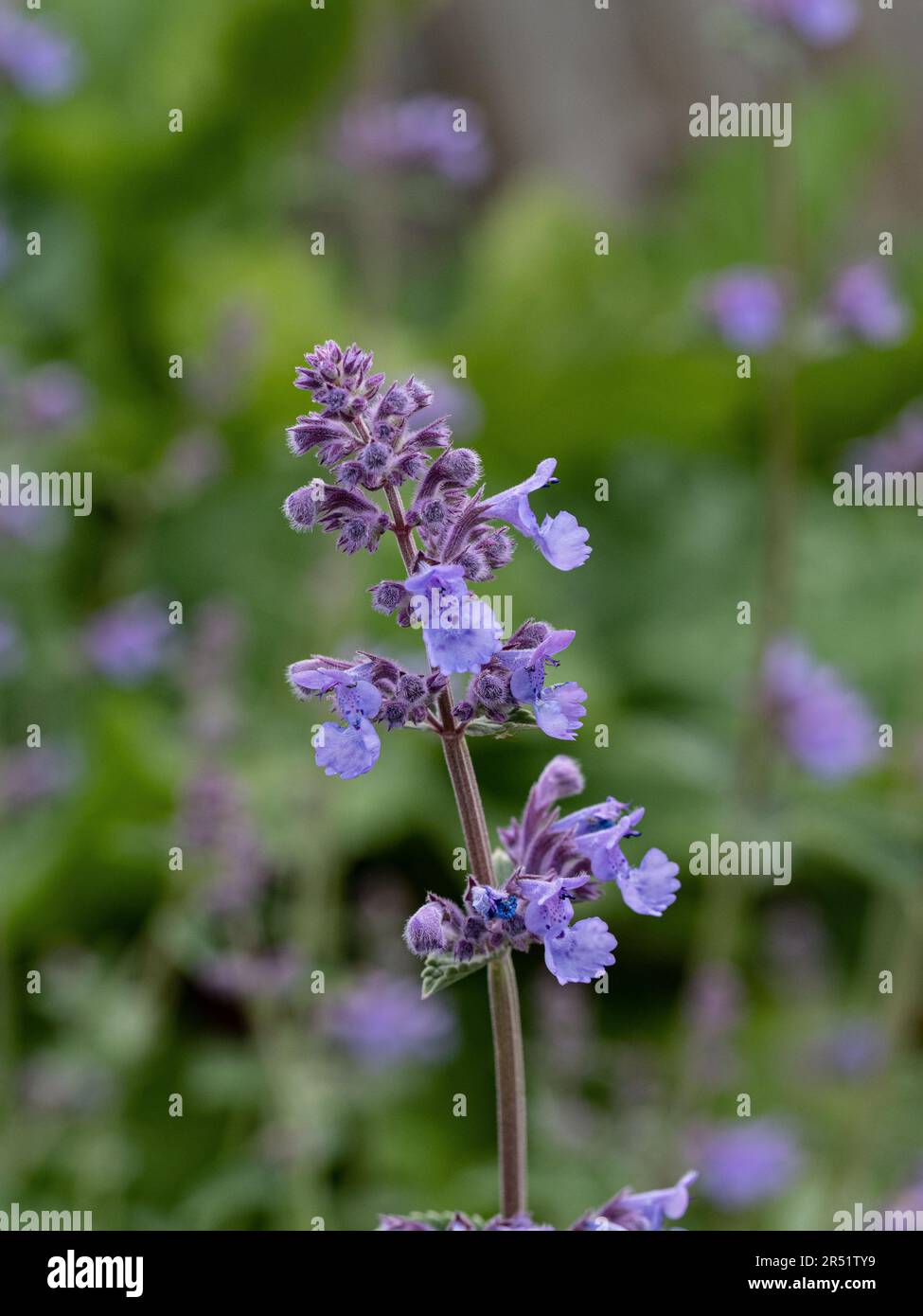 Un primo piano di un singolo picco di fiore blu pallido della menta nepeta faassenii Foto Stock