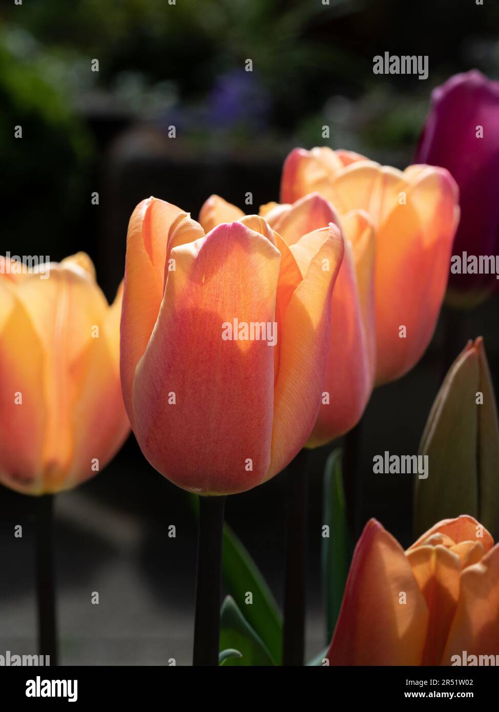 Un primo piano di un piccolo gruppo di fiori del tulipano fiorito 'Apricot Beauty' Foto Stock
