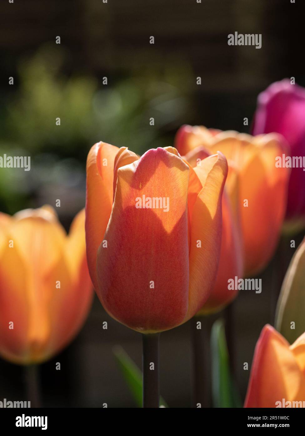 Un primo piano di un piccolo gruppo di fiori del tulipano fiorito 'Apricot Beauty' Foto Stock