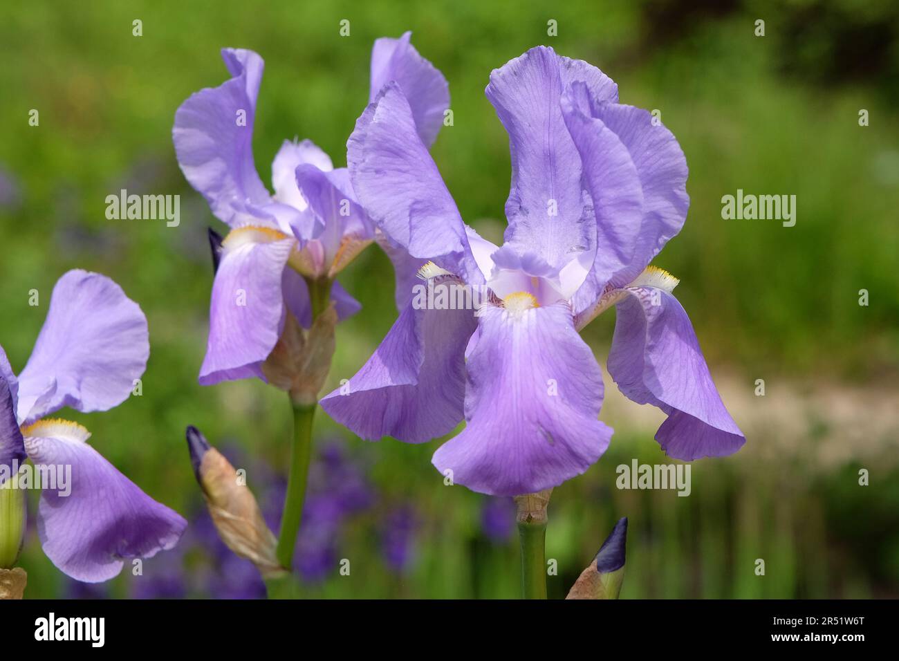 Iris pallida, l'iride dalmata o l'iride dolce, in fiore. Foto Stock