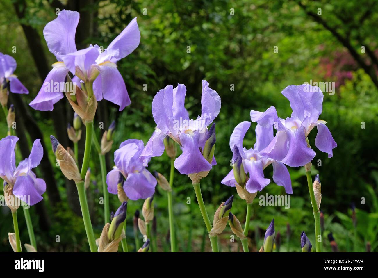Iris pallida, l'iride dalmata o l'iride dolce, in fiore. Foto Stock