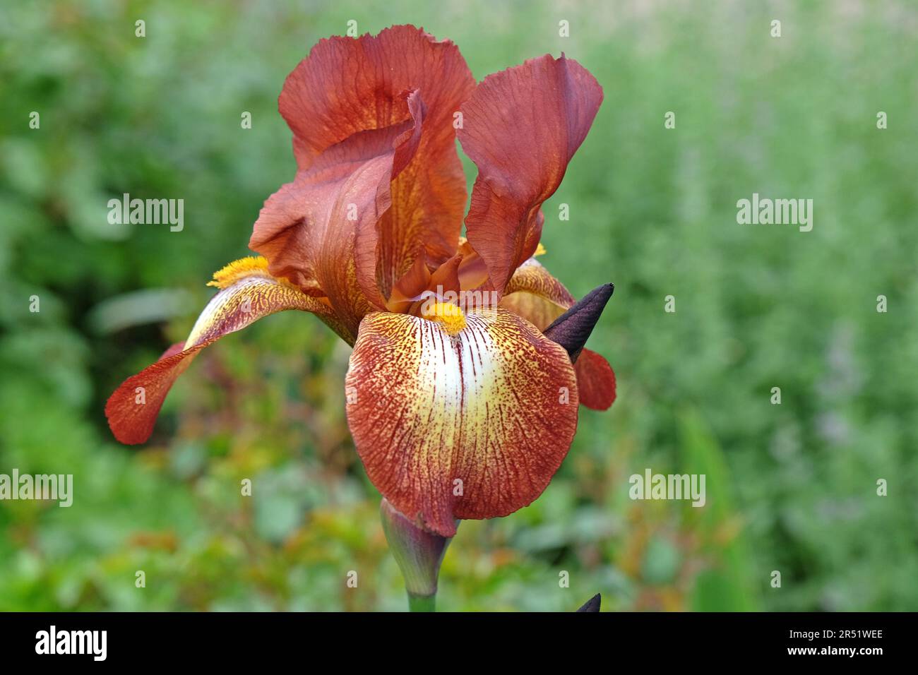 Bearded Iris Kent Pride' in fiore. Foto Stock