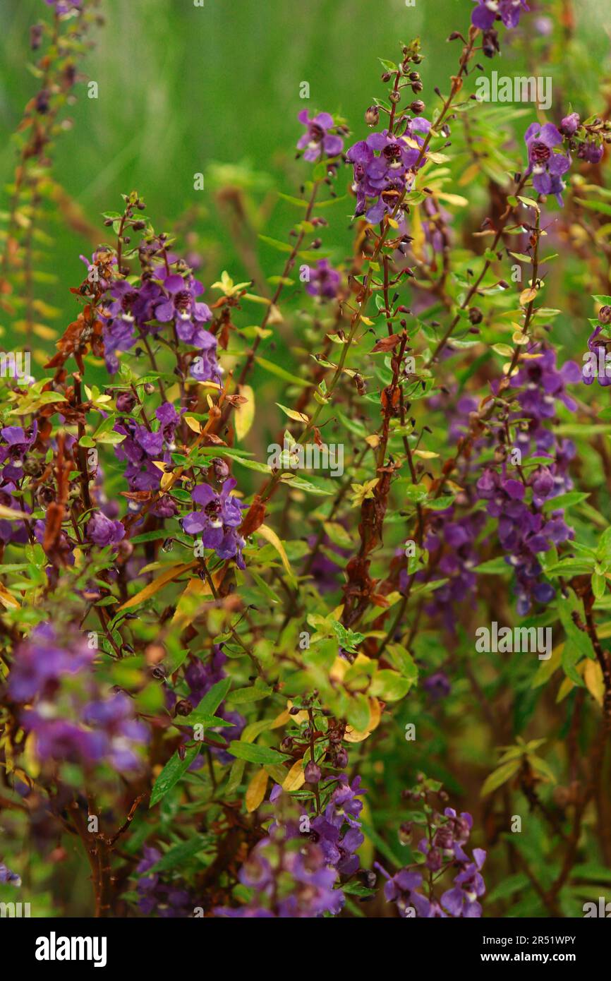 Nel giardino crescono fiori selvatici di colore viola Foto Stock