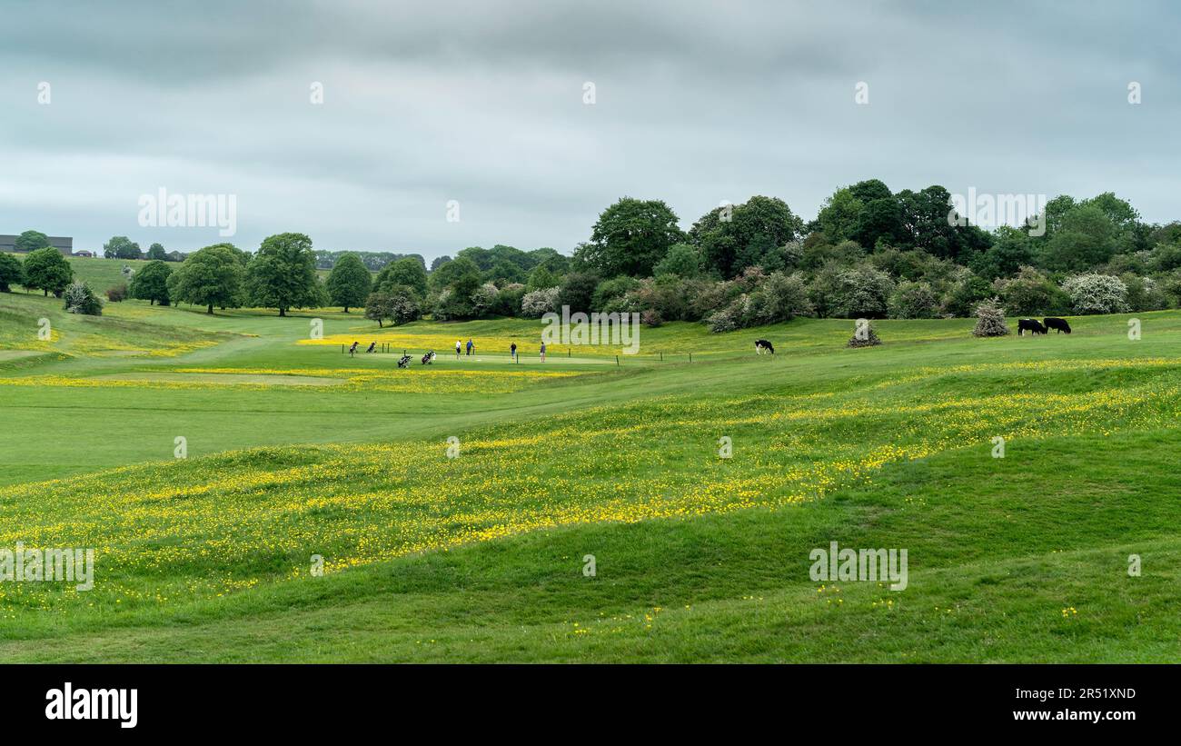 Il parco pubblico westwood e campo da golf con golfisti e mucche fiancheggiate da alberi, fiori selvatici in primavera a Beverley, Regno Unito. Foto Stock