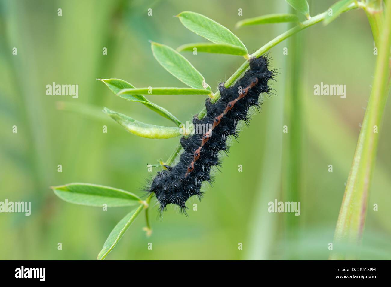 Larva di Saturnia pavoniella (piccolo imperatore) falce nell'Appennino dell'Italia centrale, in Europa Foto Stock