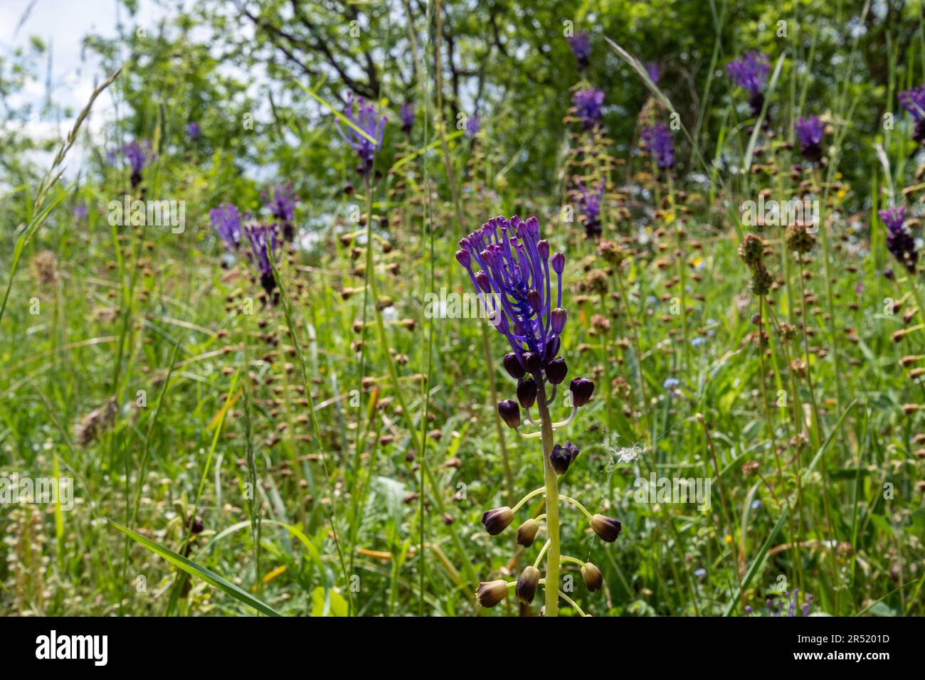 Tassel giacinto fiori selvatici (Muscari comosum, detto anche Leopoldia comosa) in Umbria, Italia Centrale, Europa, nel mese di maggio Foto Stock