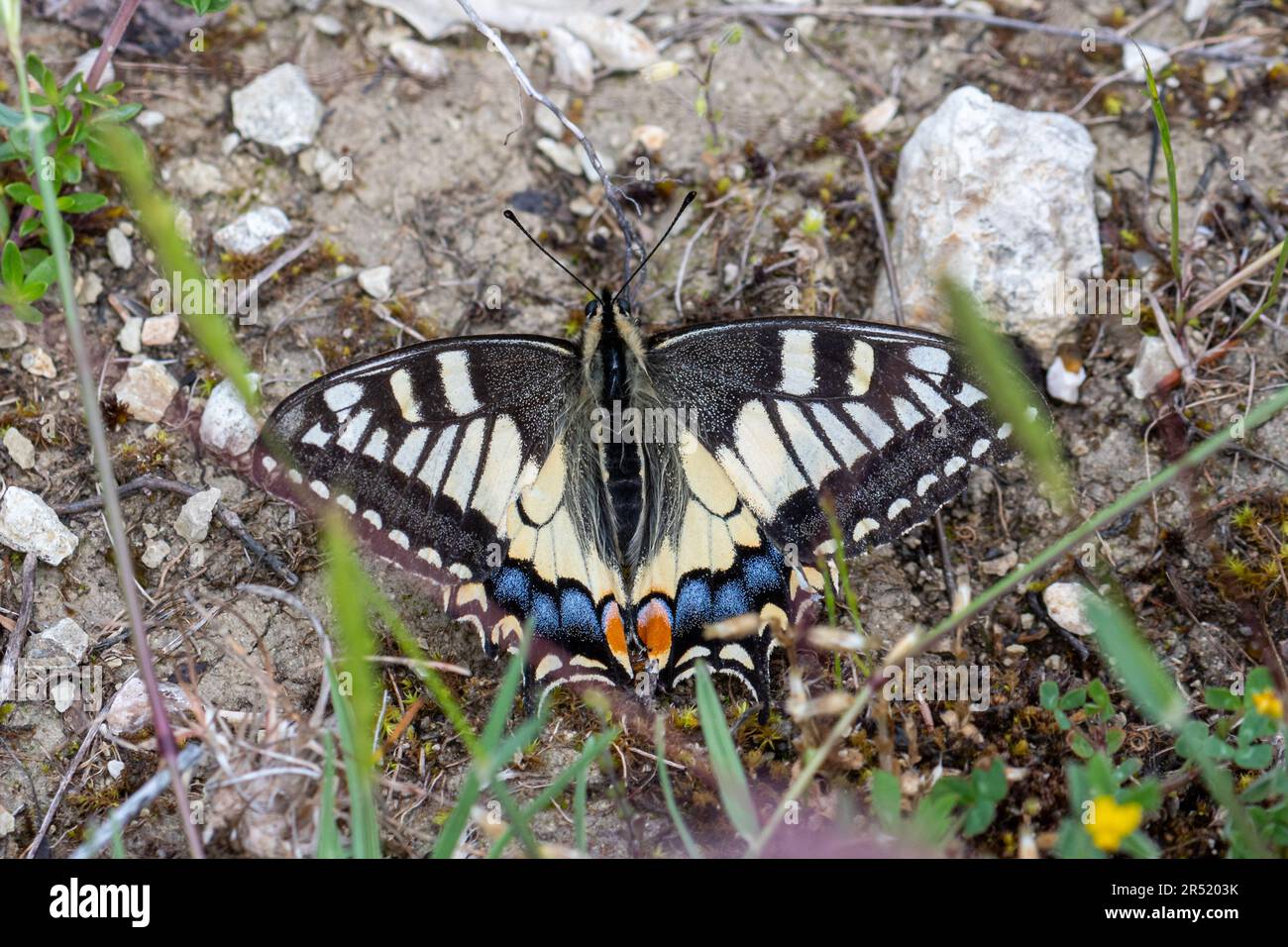 Farfalla di coda di rondine (Papilio machaon) in Umbria, Italia, Europa Foto Stock
