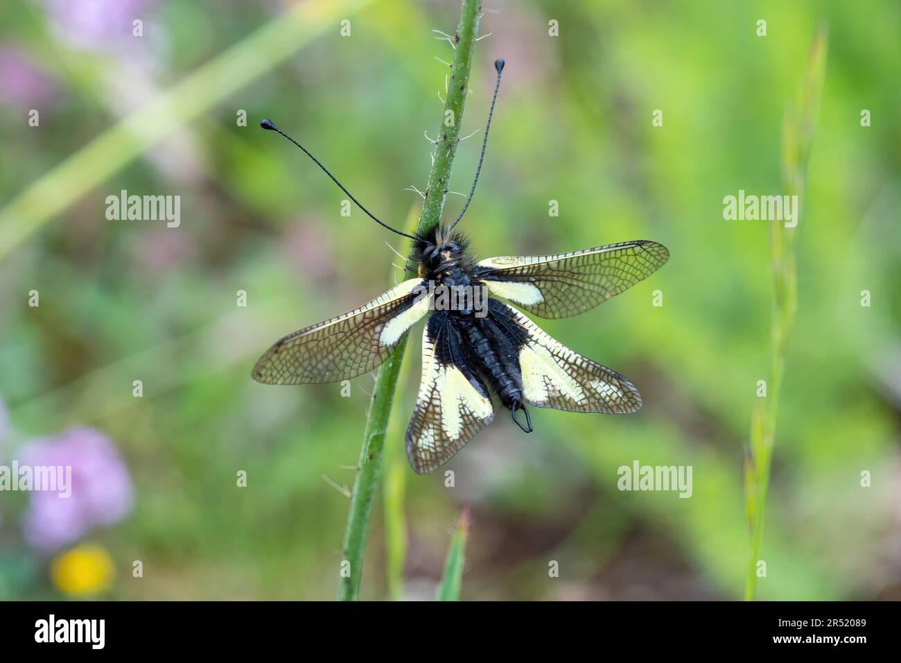 Mosca piovana europea (Libelloides coccajus, il tenore di zolfo) che riposa su un fusto vegetale nel Parco Nazionale di Sibilini, Umbria, Italia, Europa Foto Stock