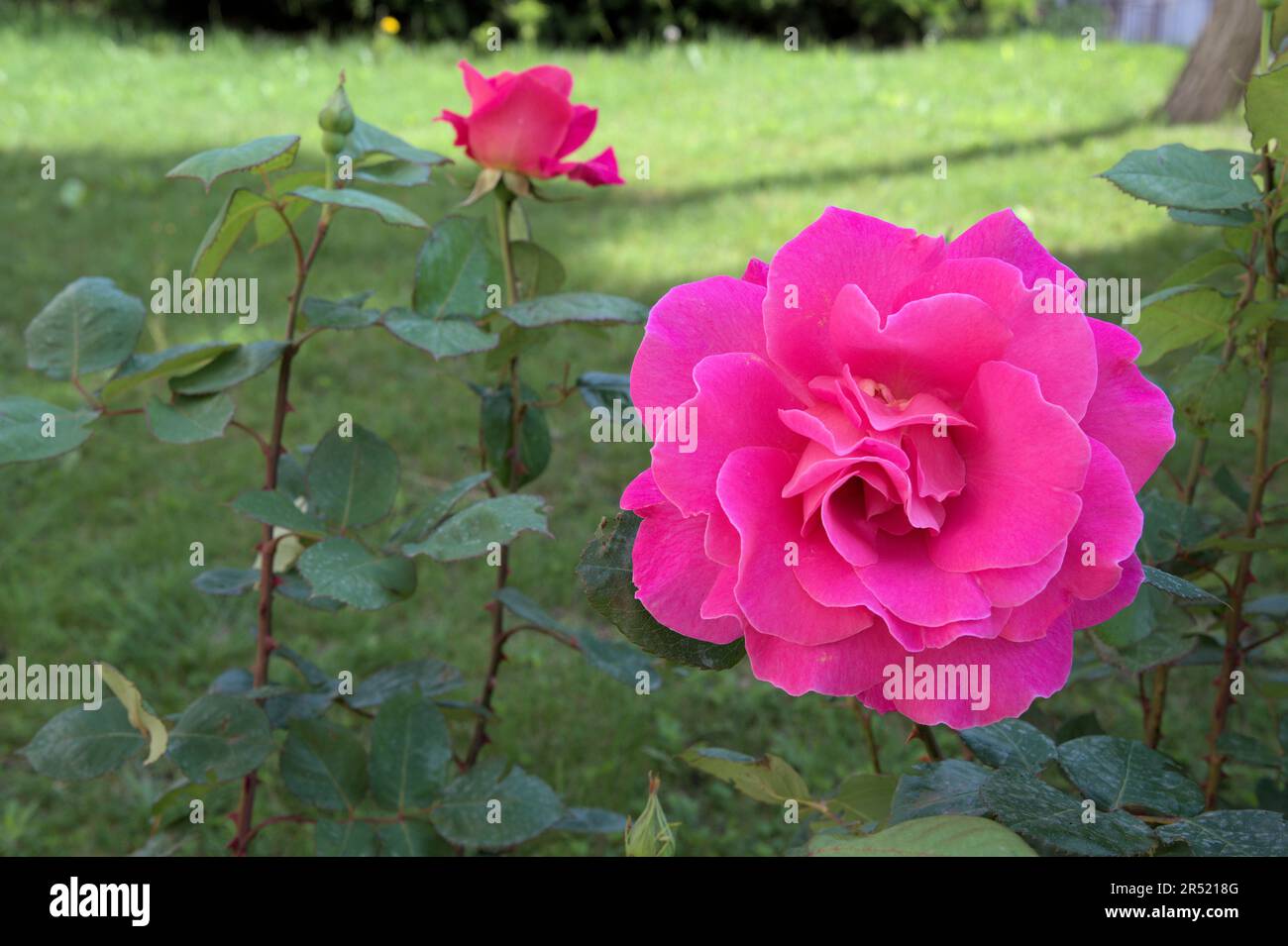 Bello fiore rosa verde foglie bella natura macro vista Foto Stock