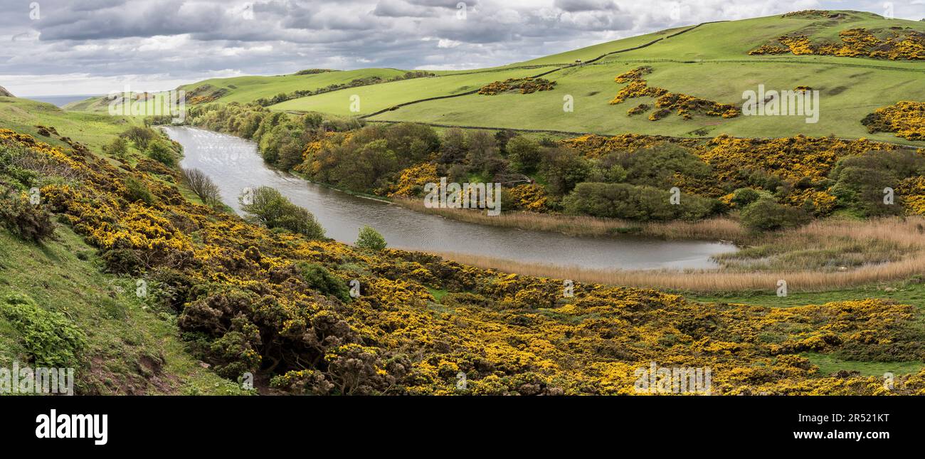 Vista panoramica della zona delle montagne della riserva naturale di St Abbs Head con lago circondato da colline ondulate e gola gialla in primo piano sotto il cielo nuvoloso Foto Stock
