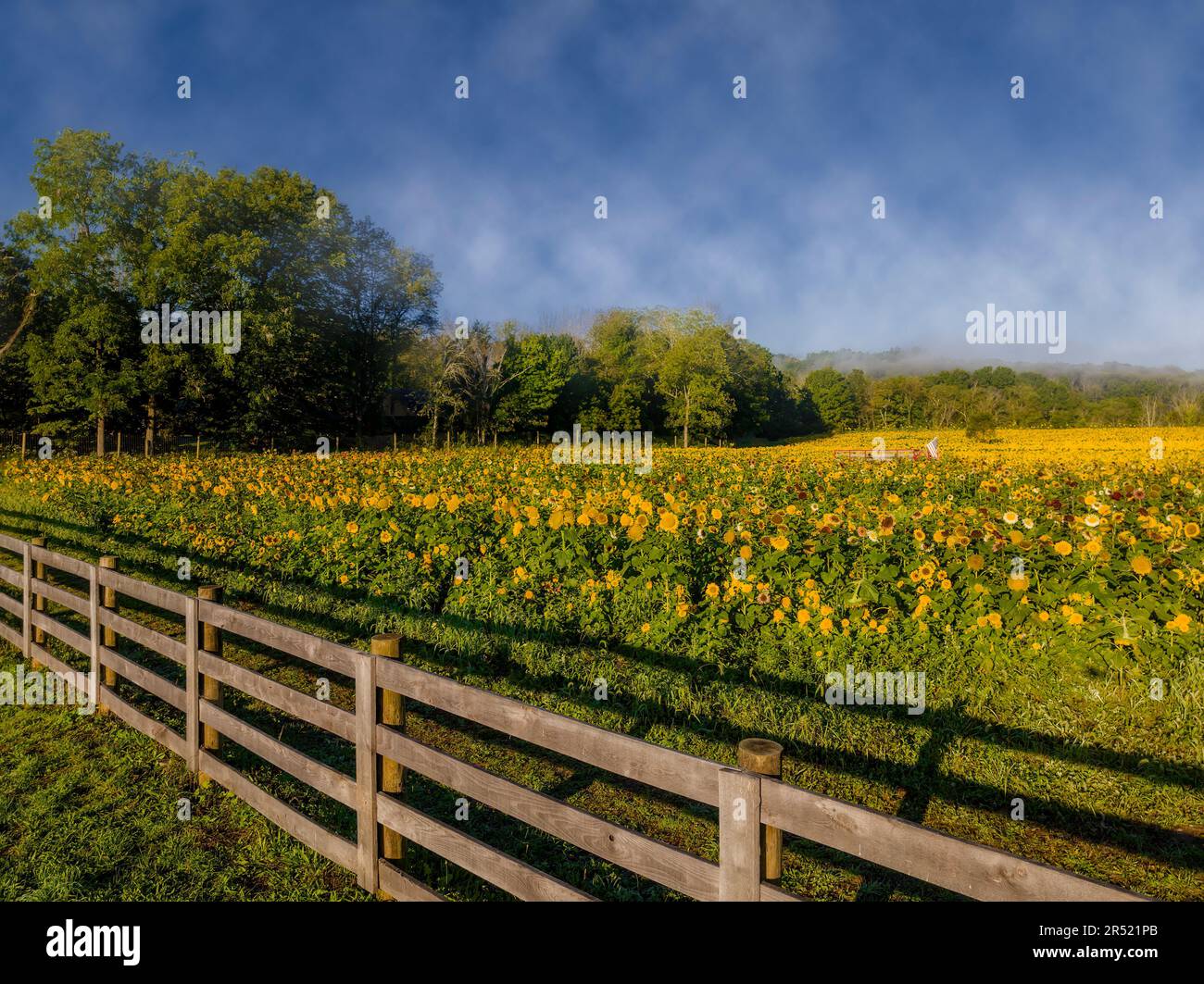 Campi di girasole aerei - Vista superiore dei campi di girasole in piena fioritura nello stato del giardino del New Jersey. Questa immagine è disponibile anche in nero Foto Stock