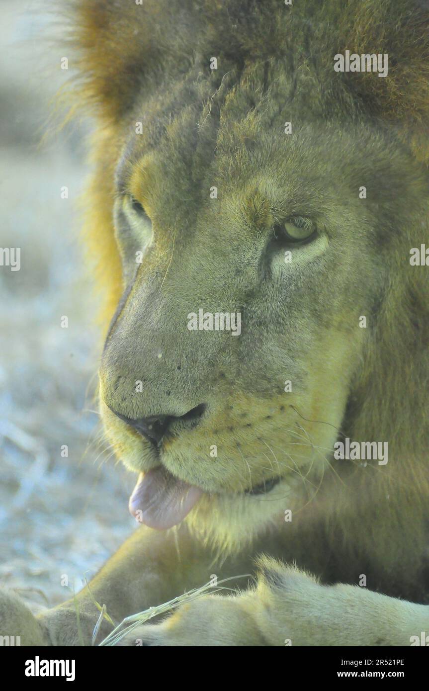 Primo piano di una faccia di leone maschile Foto Stock
