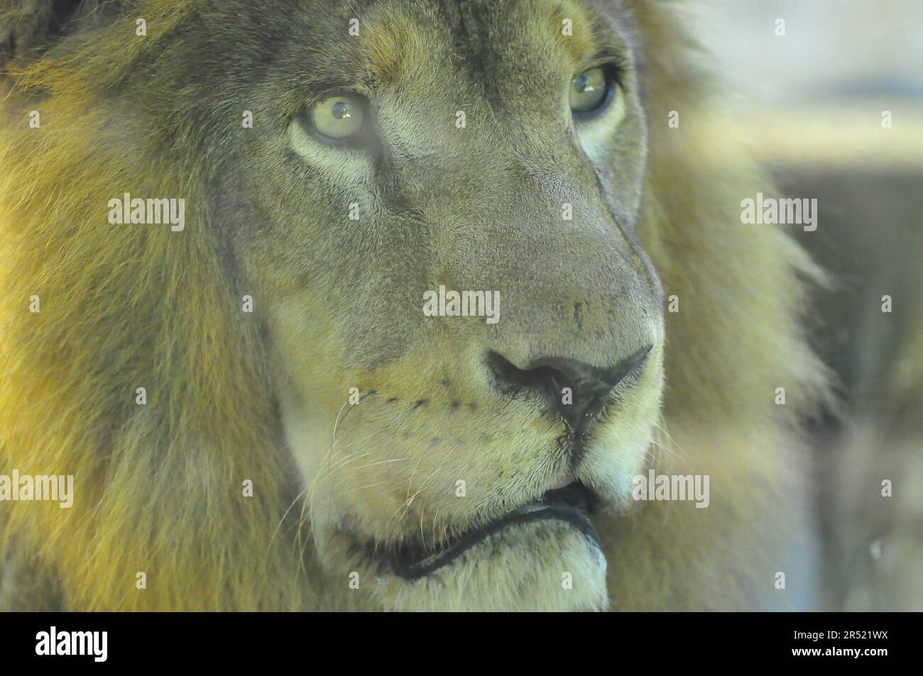 Primo piano di una faccia di leone maschile Foto Stock