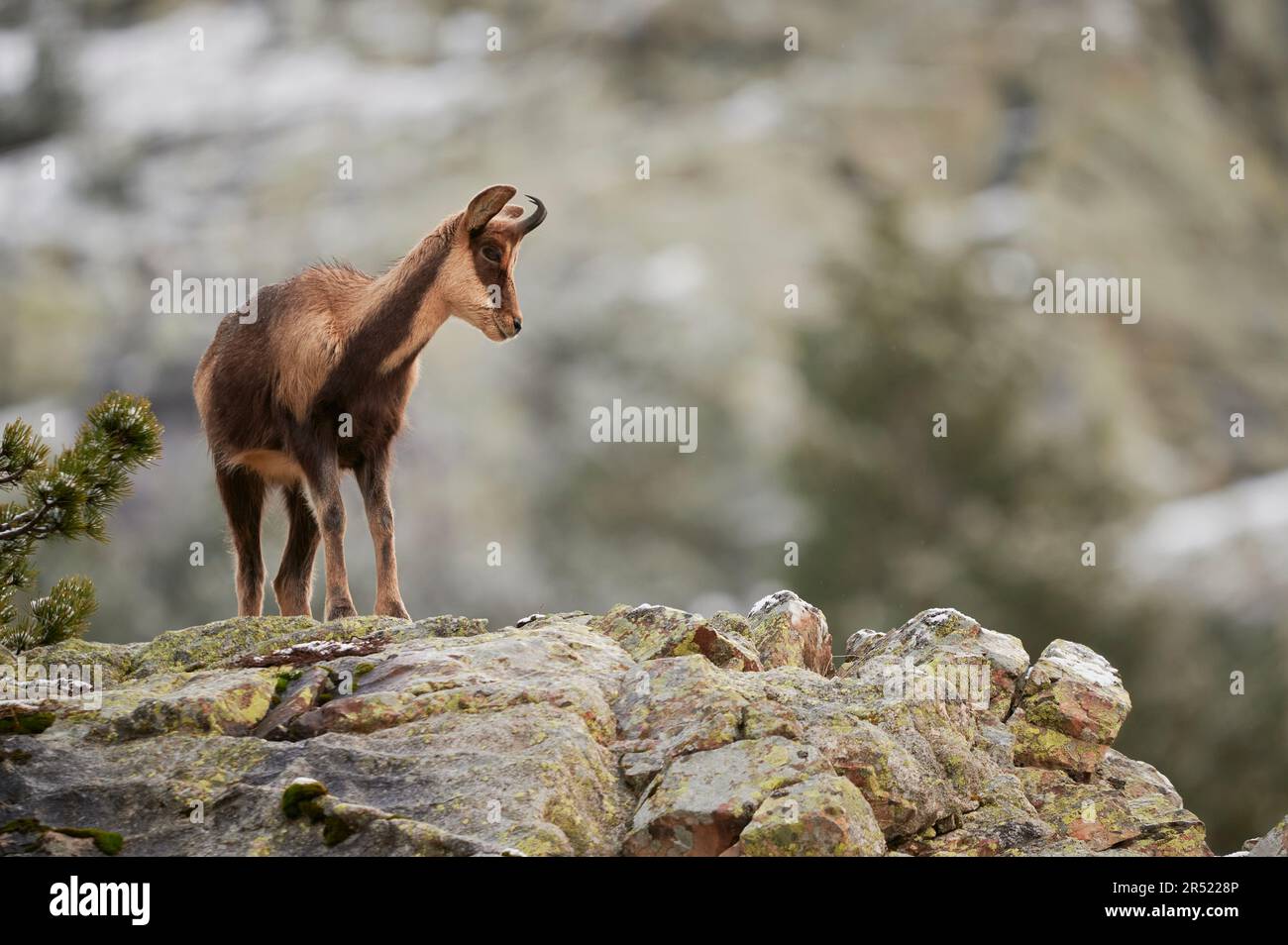 Carino capra marrone con corna in piedi su collina rocciosa ruvida contro le montagne sfocate nella natura selvaggia nei Pirenei Foto Stock