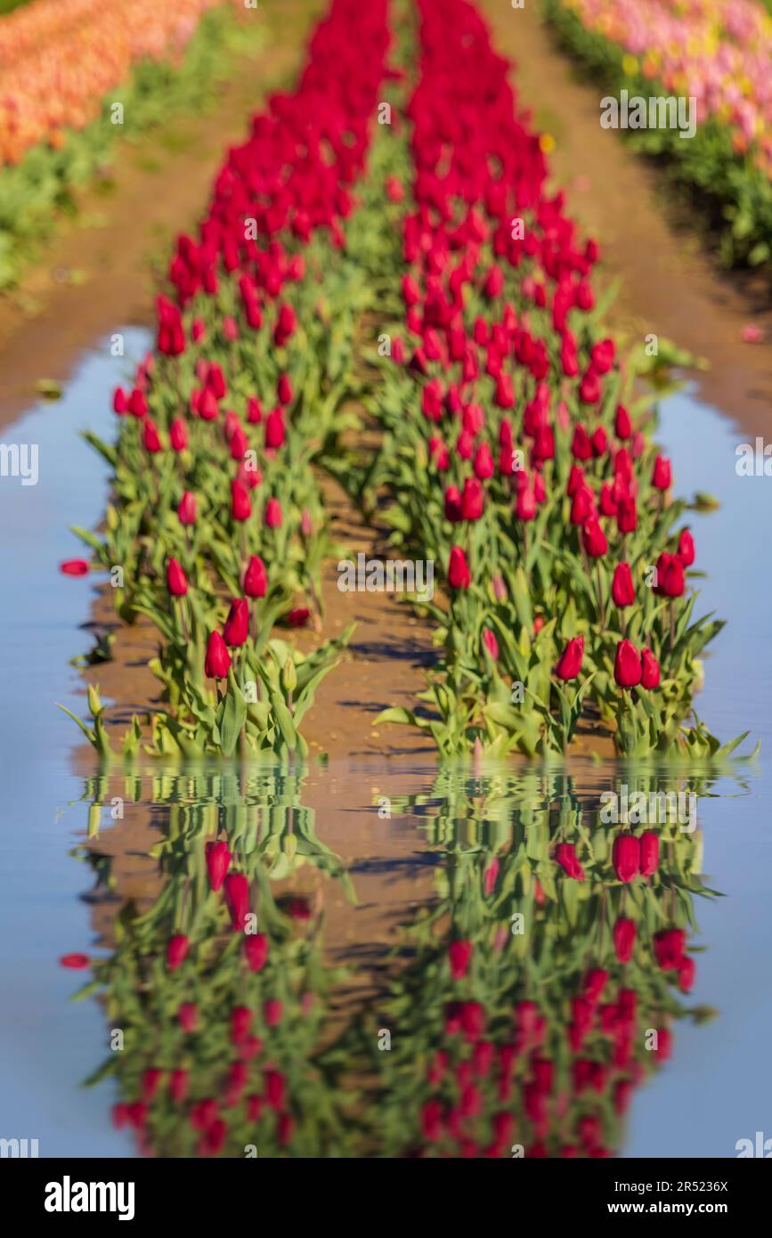 Holland Ridge Farms - file di tulipani colorati che si riflettono in una pozza d'acqua lasciata da alcune docce primaverili. Questa immagine è disponibile a colori e b Foto Stock
