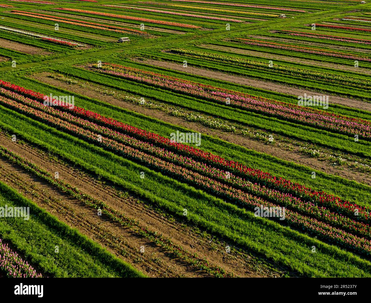 Aerial Tulip Farm - veduta aerea di file di tulipani colorati. Questa immagine è disponibile sia a colori che in bianco e nero. Per visualizzare immagini aggiuntive Foto Stock