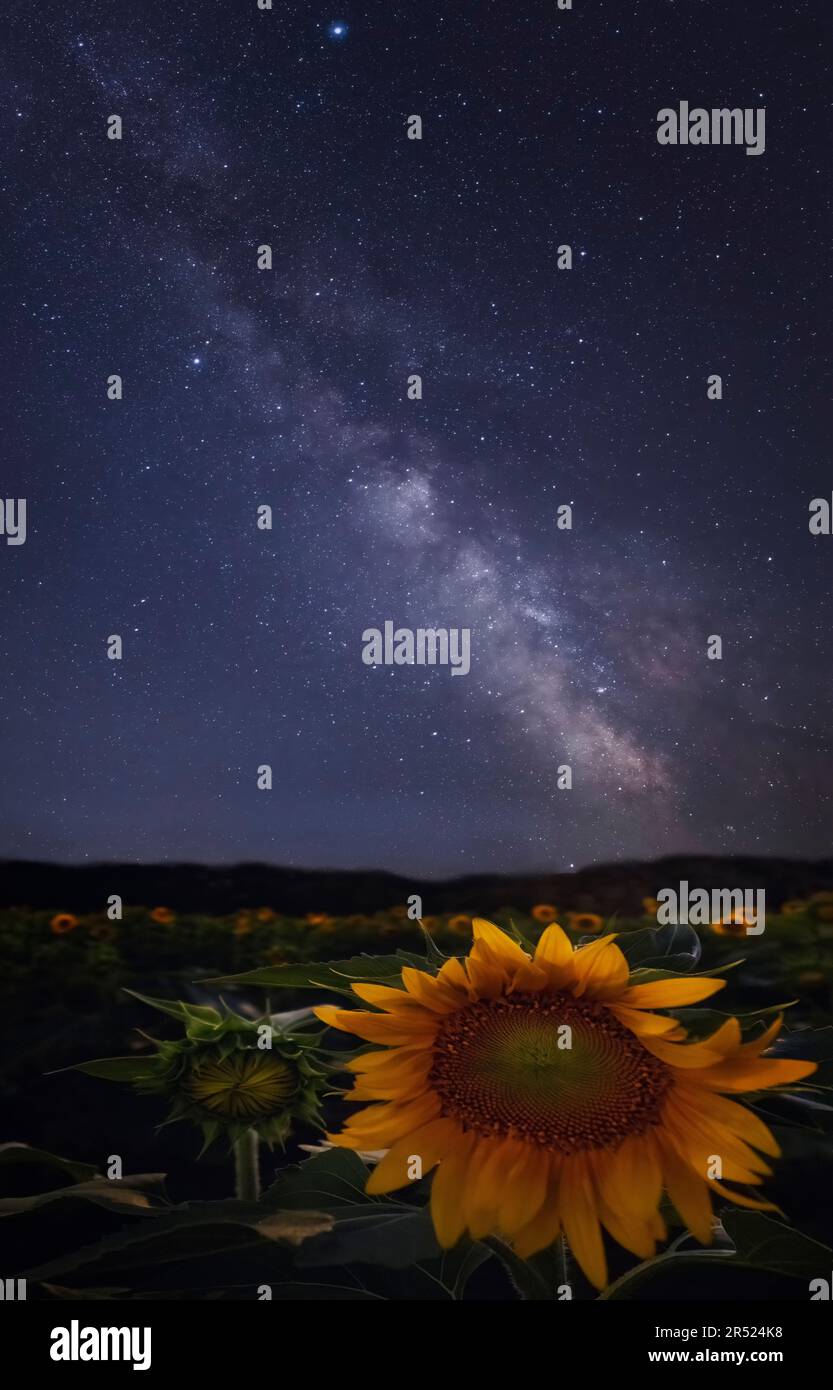 Campo di girasole sotto Milkyway - il campo di girasole fiorisce sotto un cielo pieno di stelle con la Via Lattea crescente. Questa immagine è disponibile anche in nero Foto Stock