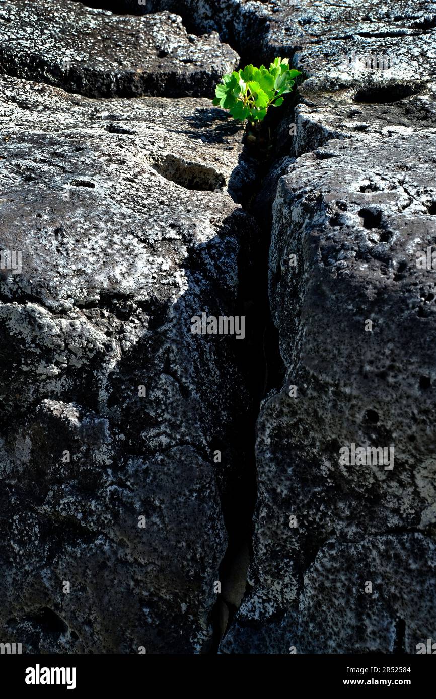 Piante che crescono da rocce mostrando fortezza e persistenza dedicazione Foto Stock
