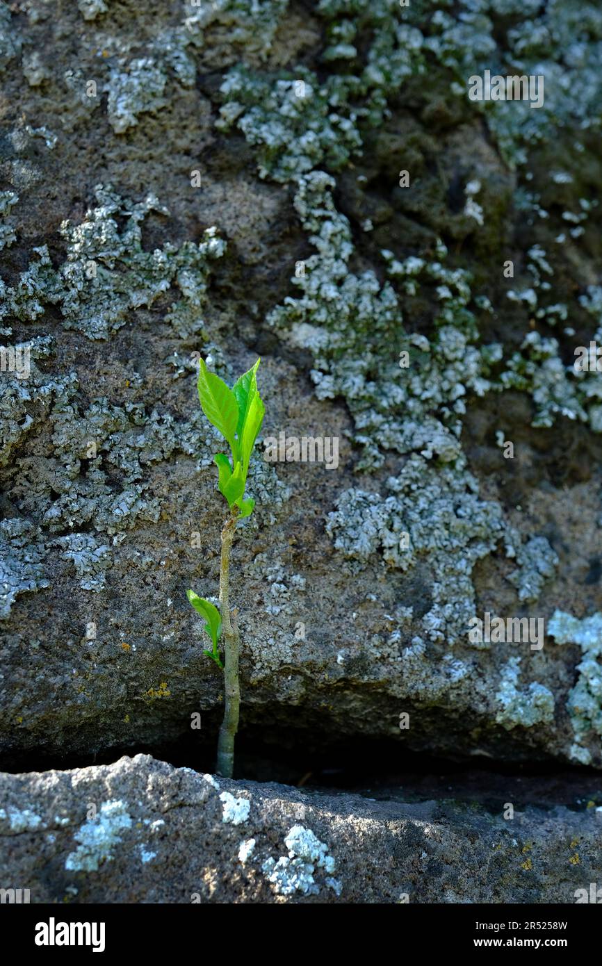 Piante che crescono da rocce mostrando fortezza e persistenza dedicazione Foto Stock