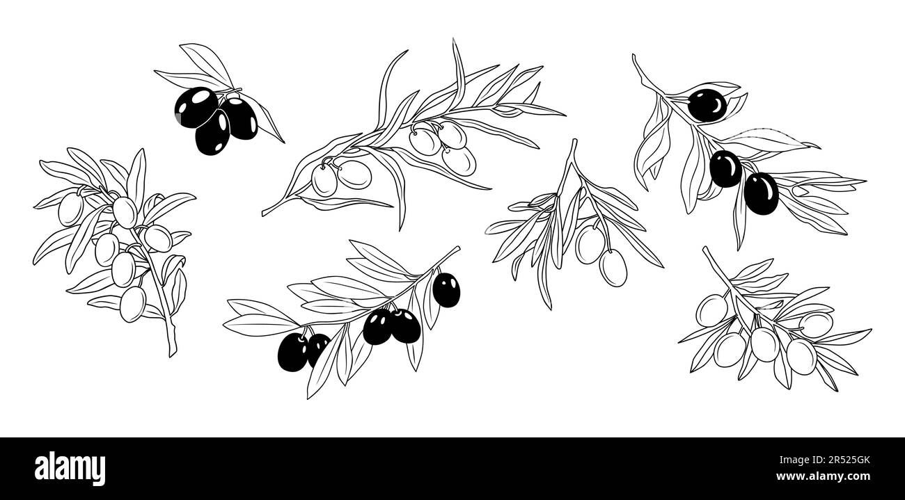 Set di rami Olive in stile lineare moderno. Illustrazione Vettoriale
