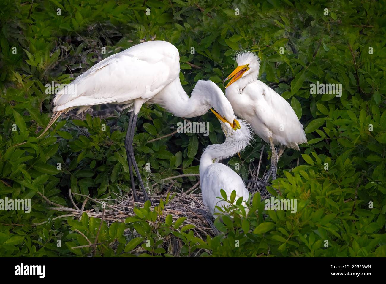 Pulcini grandi di alimentazione di Egret - la grande gretta alimenta i suoi pulcini una dieta equilibrata degli insetti, dei pesci e di altre piccole creature. Così carino per vedere come il ch Foto Stock