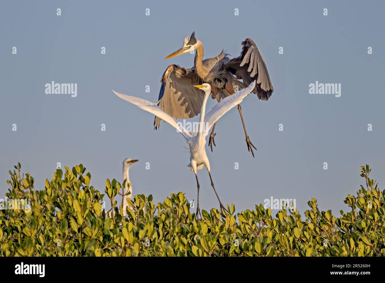 Disputa di Egret e Heron - Grande scontro aereo di Egret e Great Blue Heron sulla nido disputa territoriale. Questa immagine è disponibile anche in bianco e nero Foto Stock