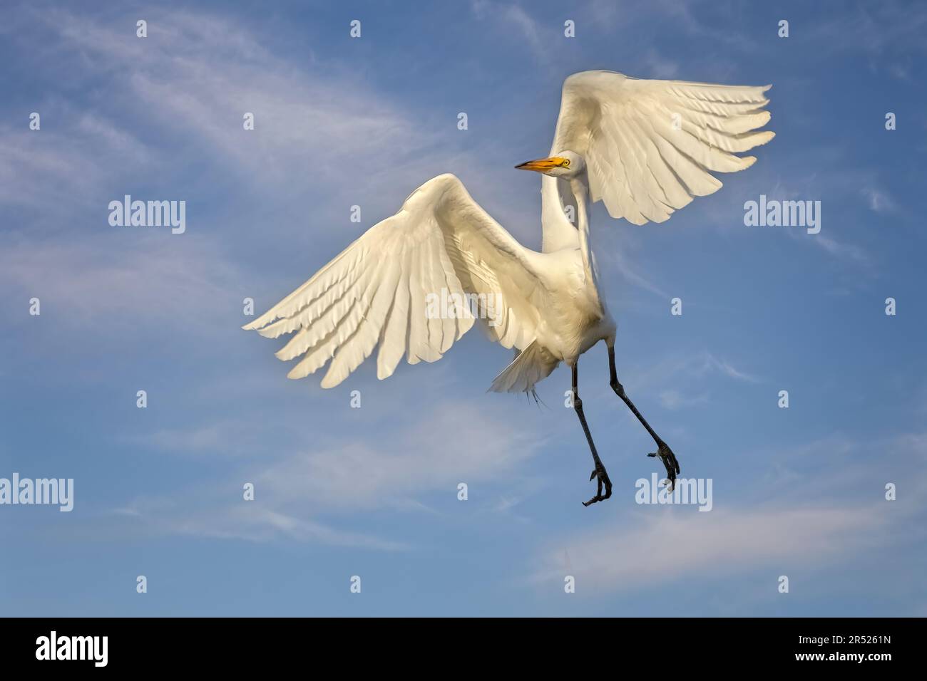 Volo Great Egret - Great Egret in una graziosa posa di volo. Il grande Egrets grande apertura ala guardare quasi angelica una volta sparsi fuori. Il grande bianco b Foto Stock