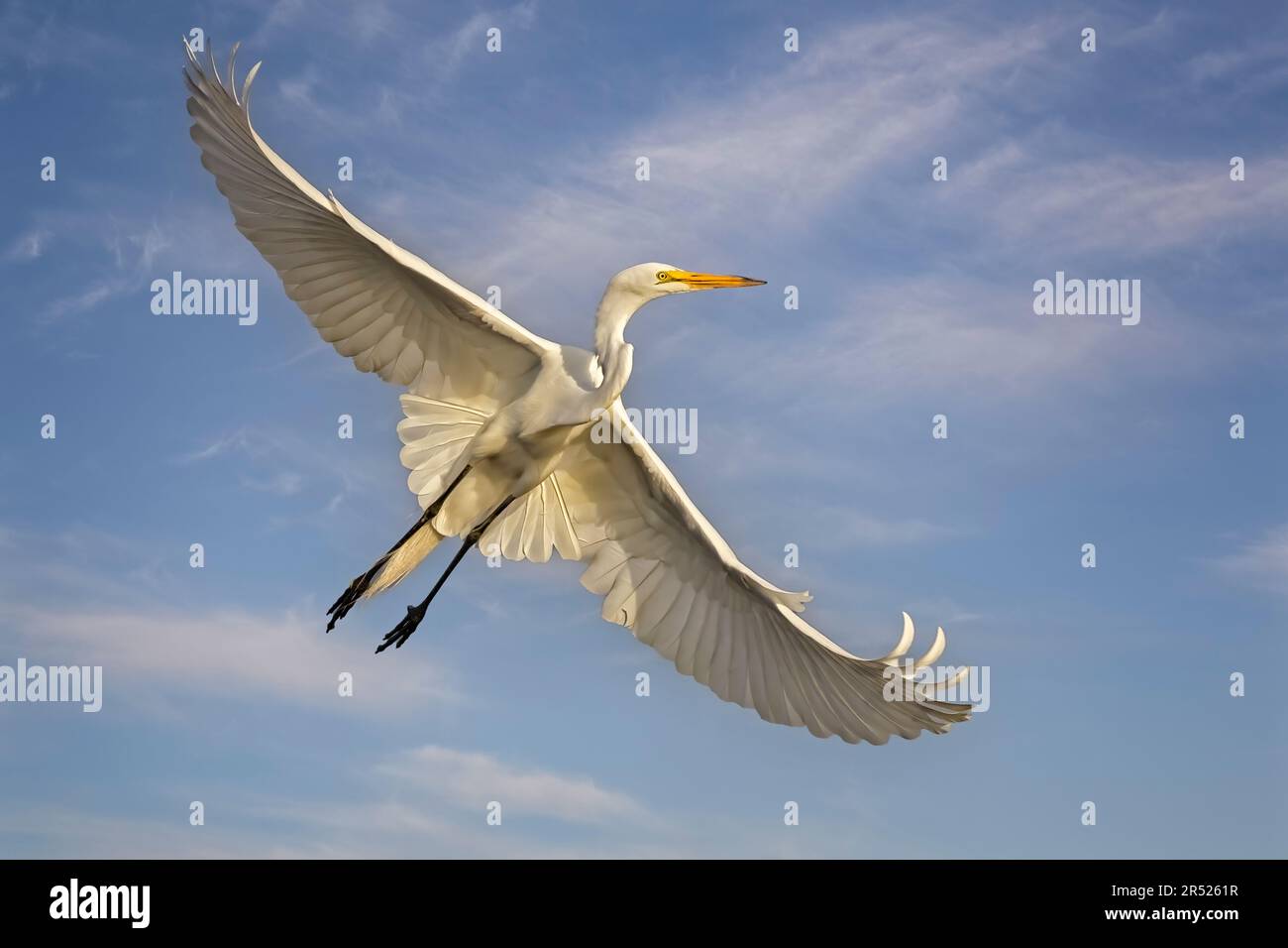 Volo Great Egret - Great Egret in una graziosa posa di volo. Il grande Egrets grande apertura ala guardare quasi angelica una volta sparsi fuori. Il grande bianco b Foto Stock