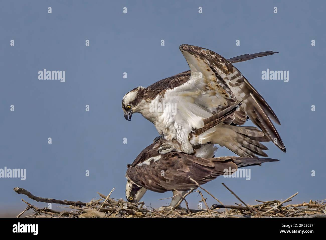 Ospreys accoppiamento - Osprey in volo con materiale di nidificazione per il suo nido durante la primavera. Questa immagine è disponibile anche in bianco e nero. Per visualizzare Foto Stock