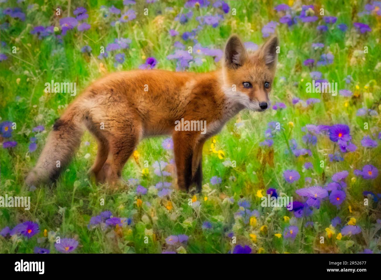 Kit di volpe rossa Foto Stock