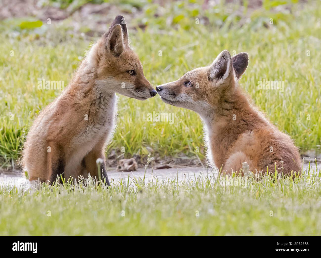 Red Fox Kits - due adorabili giovani kits si affrontano e si scambiano un tenero look. Questa immagine è disponibile anche in bianco e nero. Per visualizzare Aggiungi Foto Stock
