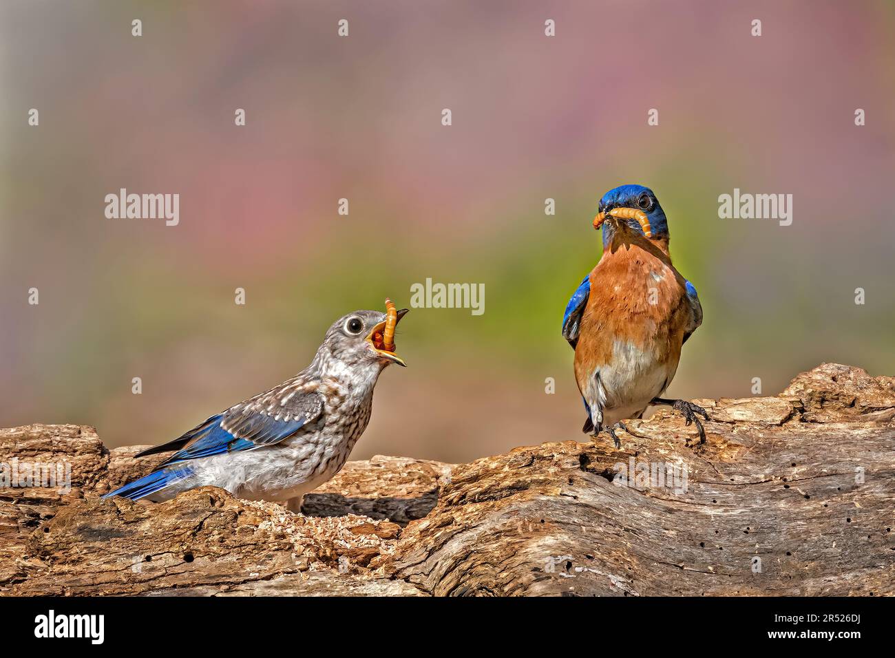 Famiglia di Bluebird orientale - maschio Bluebird orientale alimenta i mealworm al suo pulcino recentemente volato. Foto Stock