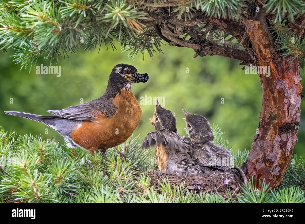 American Robin Nest - American Robin Bird visita il nido per nutrire i pulcini che erano pronti a fuggire. Foto Stock