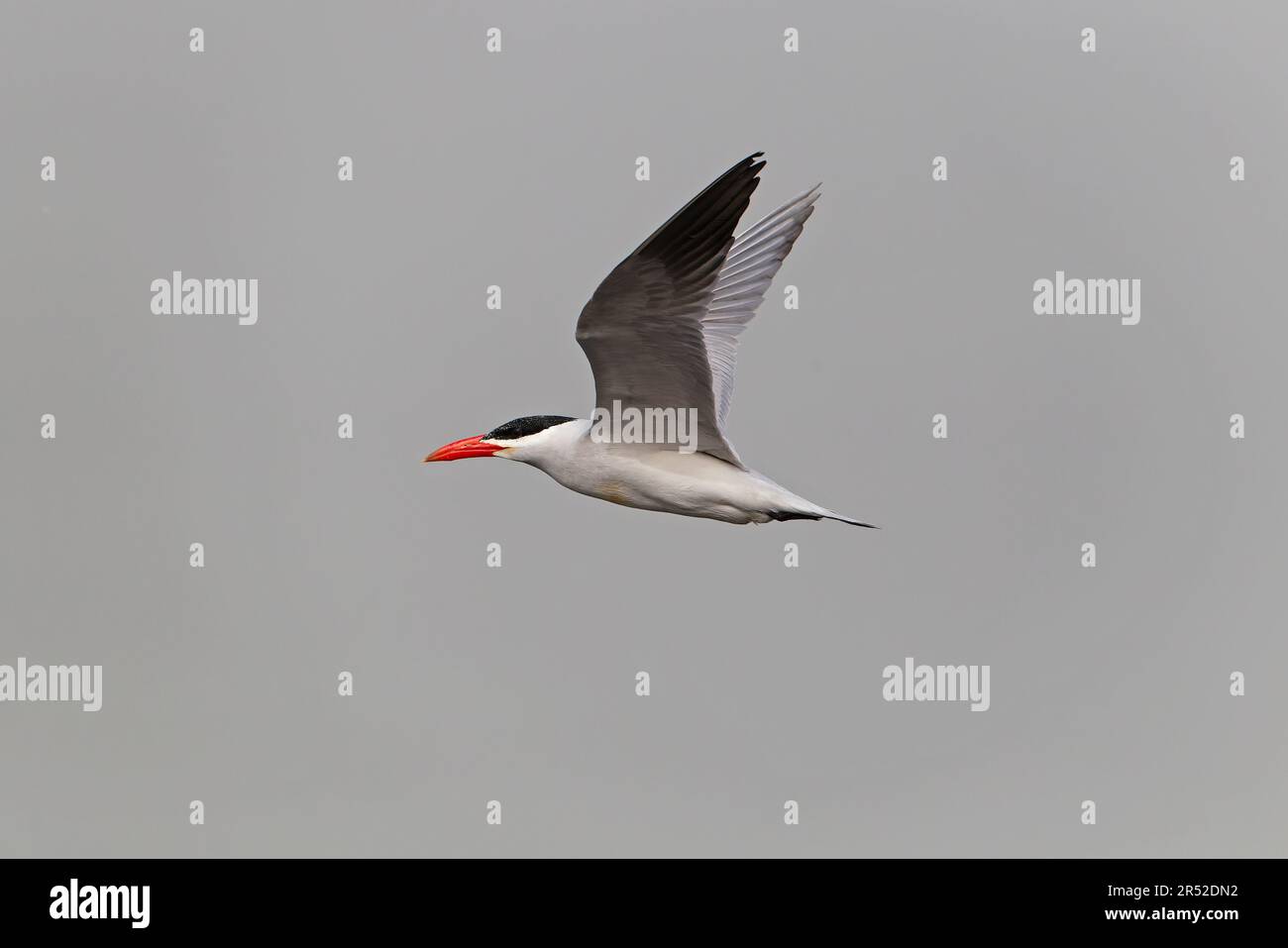 Tern Caspio (Sterna caspia) Divisione occidentale Gambia GM Marzo 2012 Foto Stock